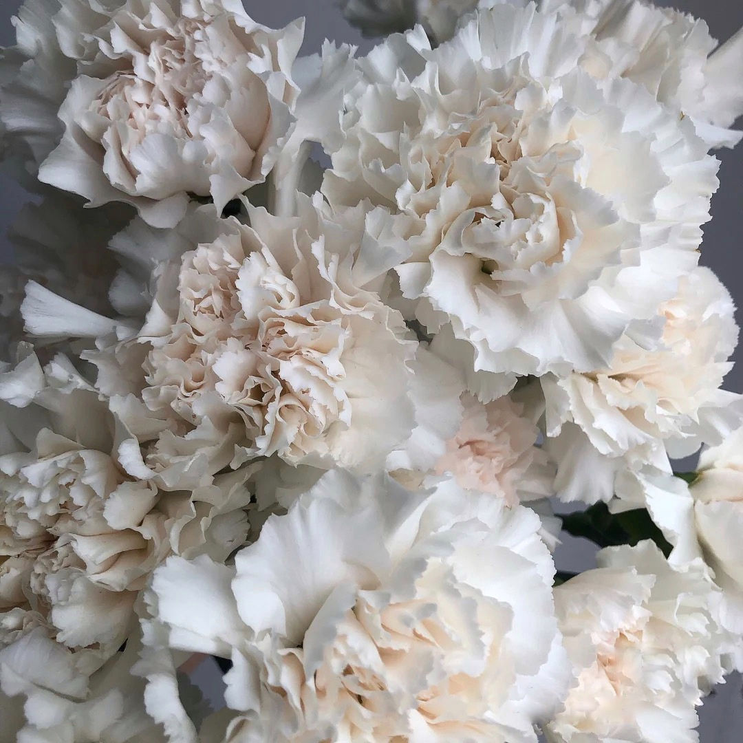 FBJ 花不園 康乃馨/大丁 粉水晶 白色系