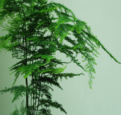 FBJ 花不園 葉材 文竹 多枝/扎