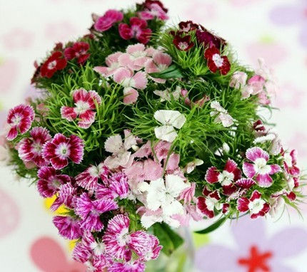 FBJ 花不園 襯花 石竹梅 多枝/扎