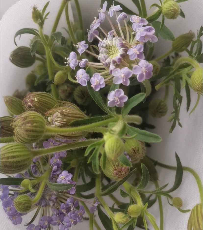 縮圖：花不園 鮮花批發 翠珠 10枝