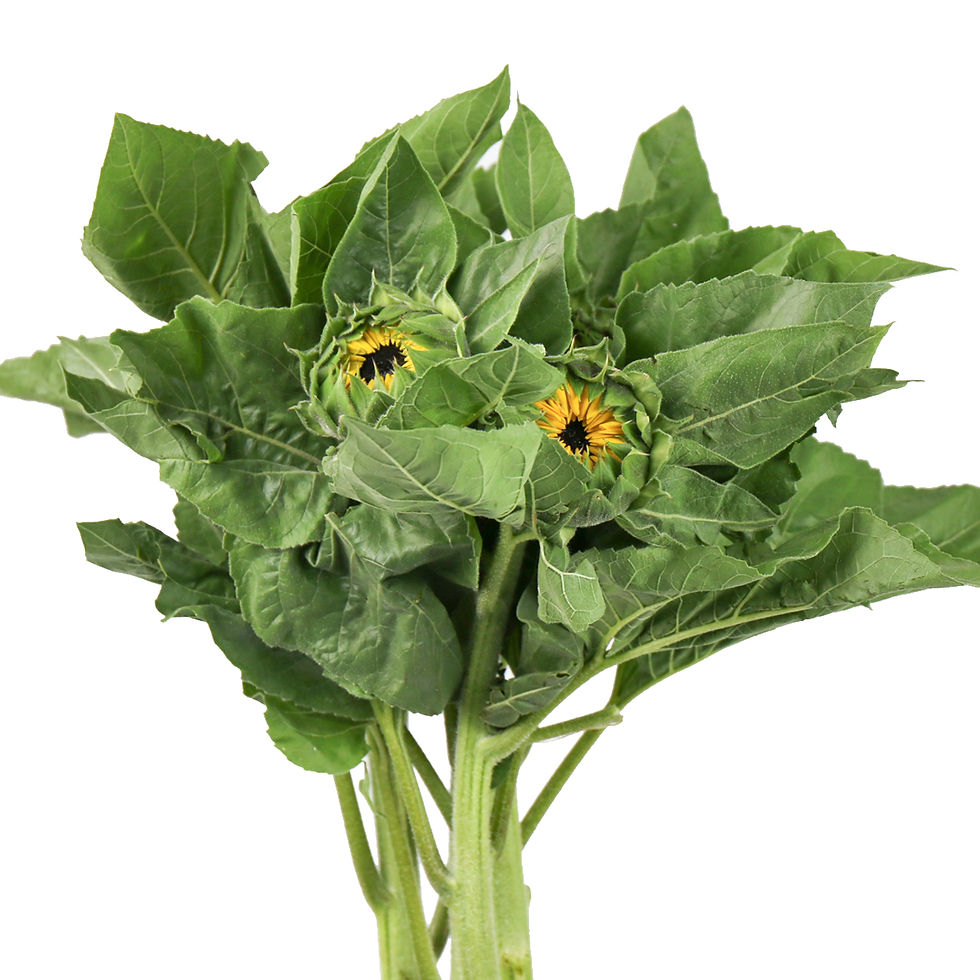 FBJ 花不園 向日葵 向日葵 5枝/扎