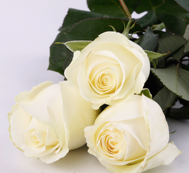 FBJ 花不園 白色系 玫瑰 白雪山 20枝/扎