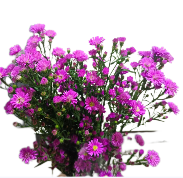 FBJ 花不園 襯花 孔雀草 10枝/扎