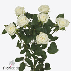 FBJ Flower Import : Rosa sp wedding party