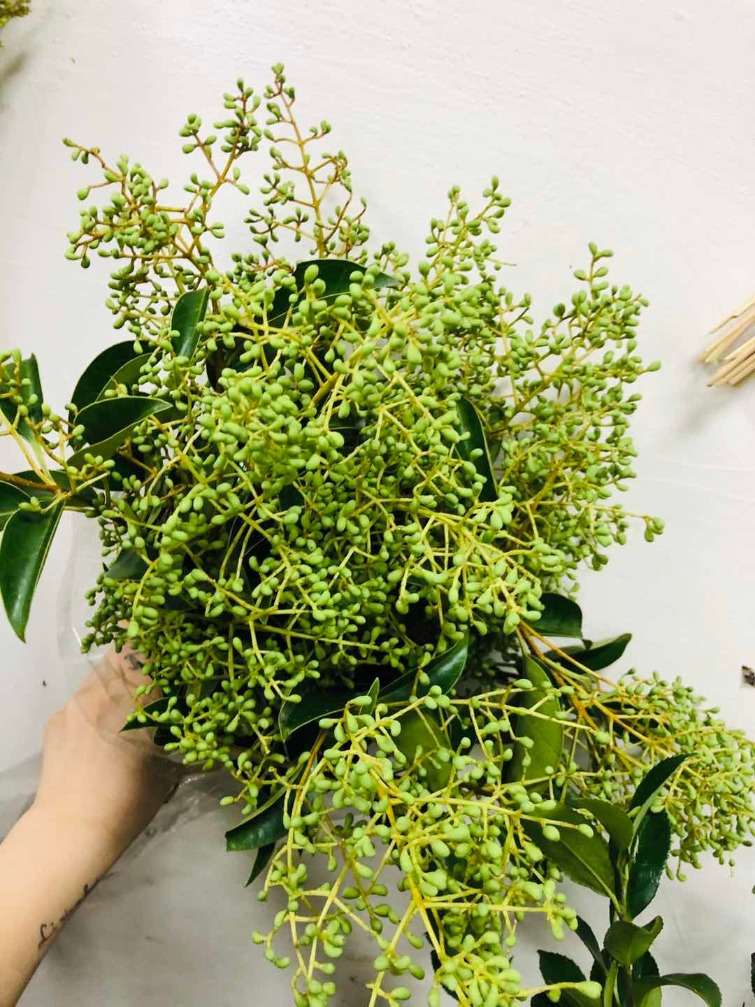 FBJ 花不園 襯花 香章果 多枝/扎