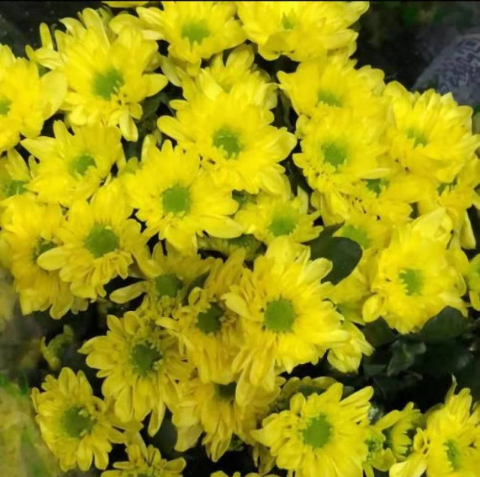 FBJ 花不園 小菊花 蒙娜麗莎黃 10枝/扎