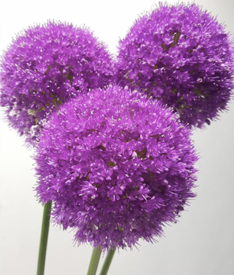 FBJ 花不園 襯花 大蔥花 1枝/扎