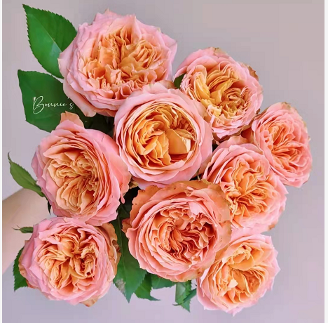 FBJ 花不園 香檳色系 玫瑰 方可桃 20枝/扎