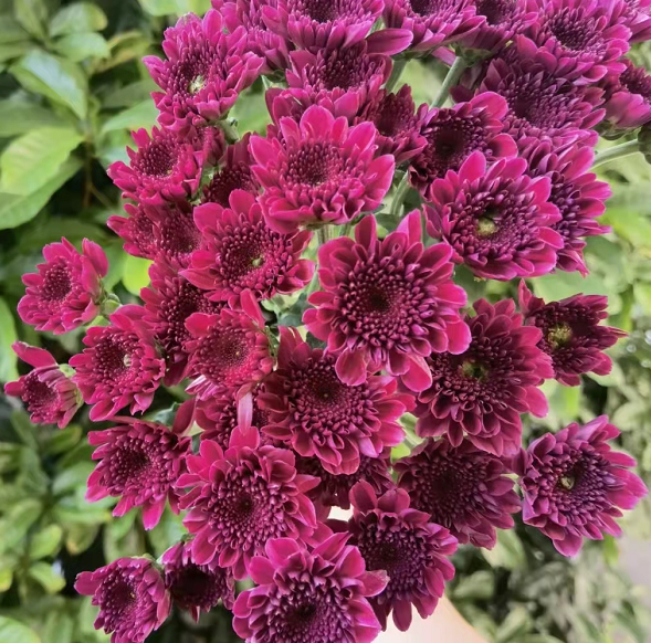 FBJ 花不園 小菊花 邁銳寶紫 10枝/扎