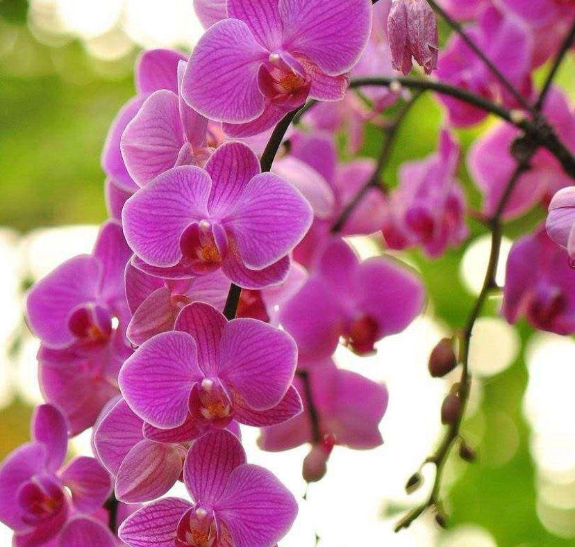 縮圖：花不園 鮮花批發 插花用蝴蝶蘭 1枝