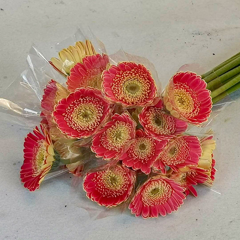 FBJ 花不園 迷你 非洲菊 艾瑪 10枝/扎