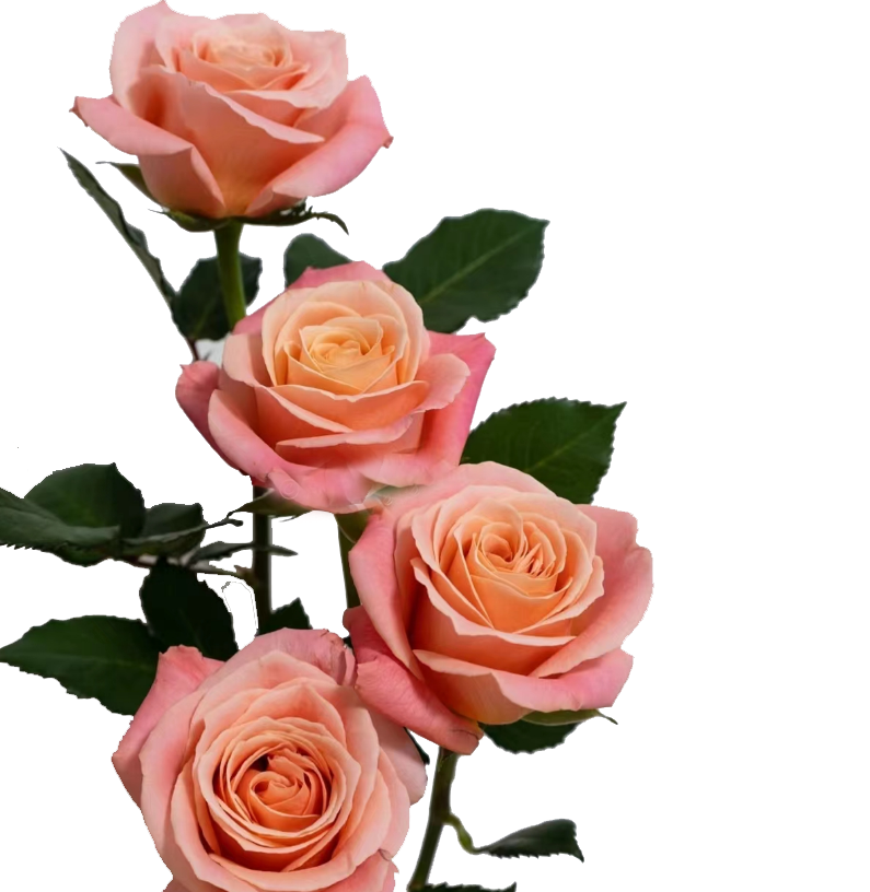 FBJ 花不園 粉色系 玫瑰 豬小姐 20枝/扎