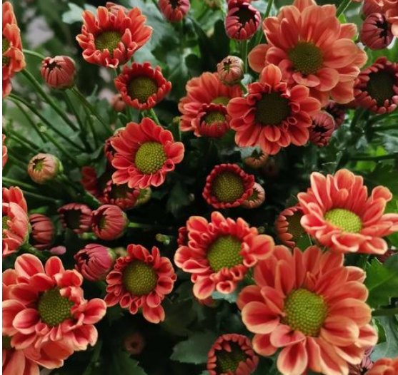 FBJ 花不園 小菊花 咖啡橙 10枝/扎