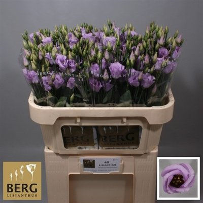 FBJ Flower Import : Lisianthus si piccolo lavender