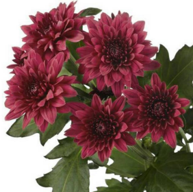 FBJ 花不園 小菊花 紅丹特 10枝/扎