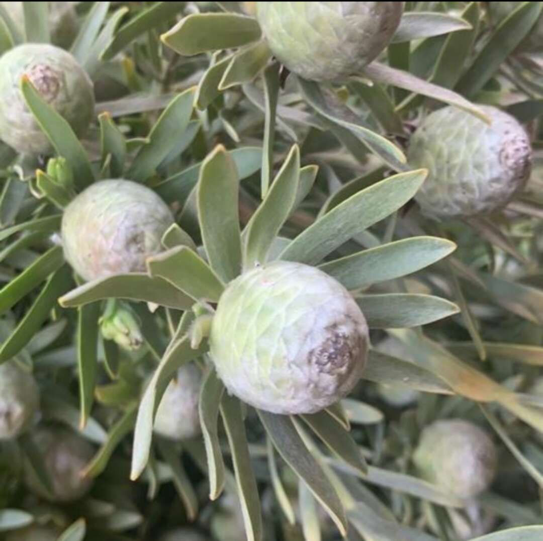 FBJ 花不園  星花/草花 綠寶石 多枝/扎