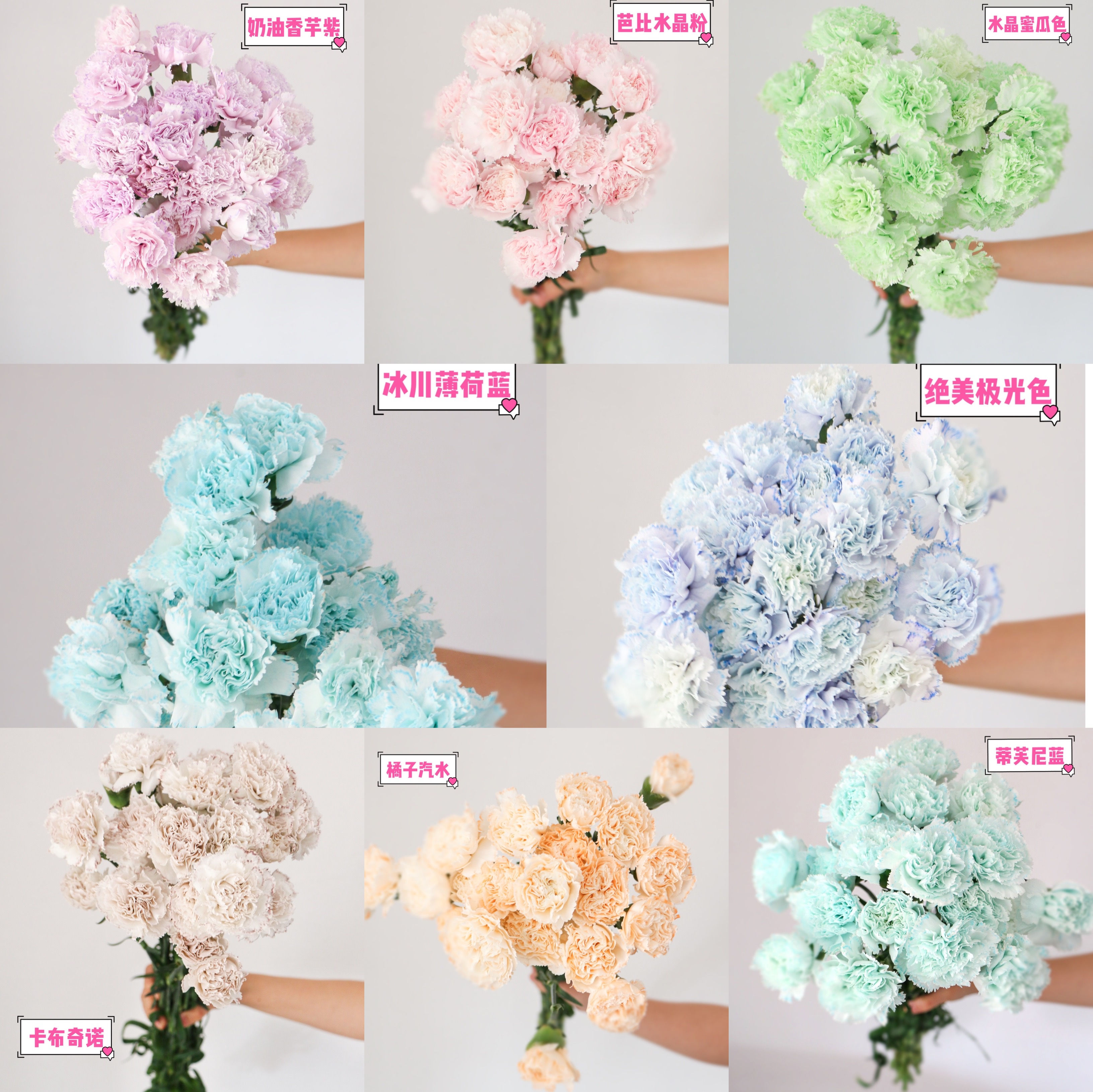 FBJ 花不園 康乃馨/大丁 馬卡龍(吸色) 新品類