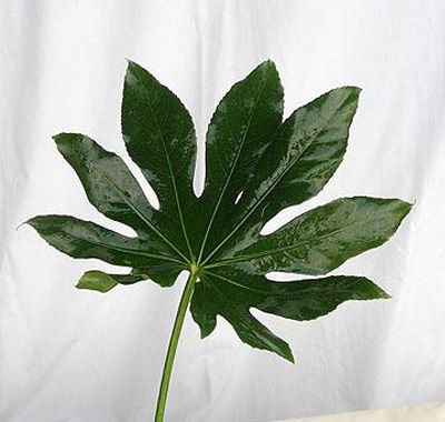 FBJ 花不園 葉材 八角葉 10枝/扎