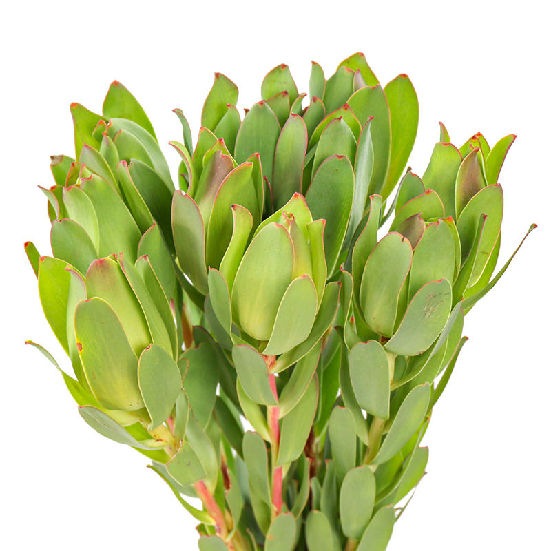 FBJ 花不園 葉材 單頭木百合 10枝/扎