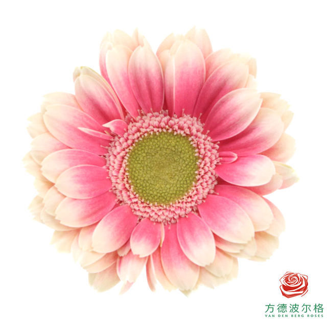 FBJ 花不園 非洲菊 美樂帝 10枝/扎