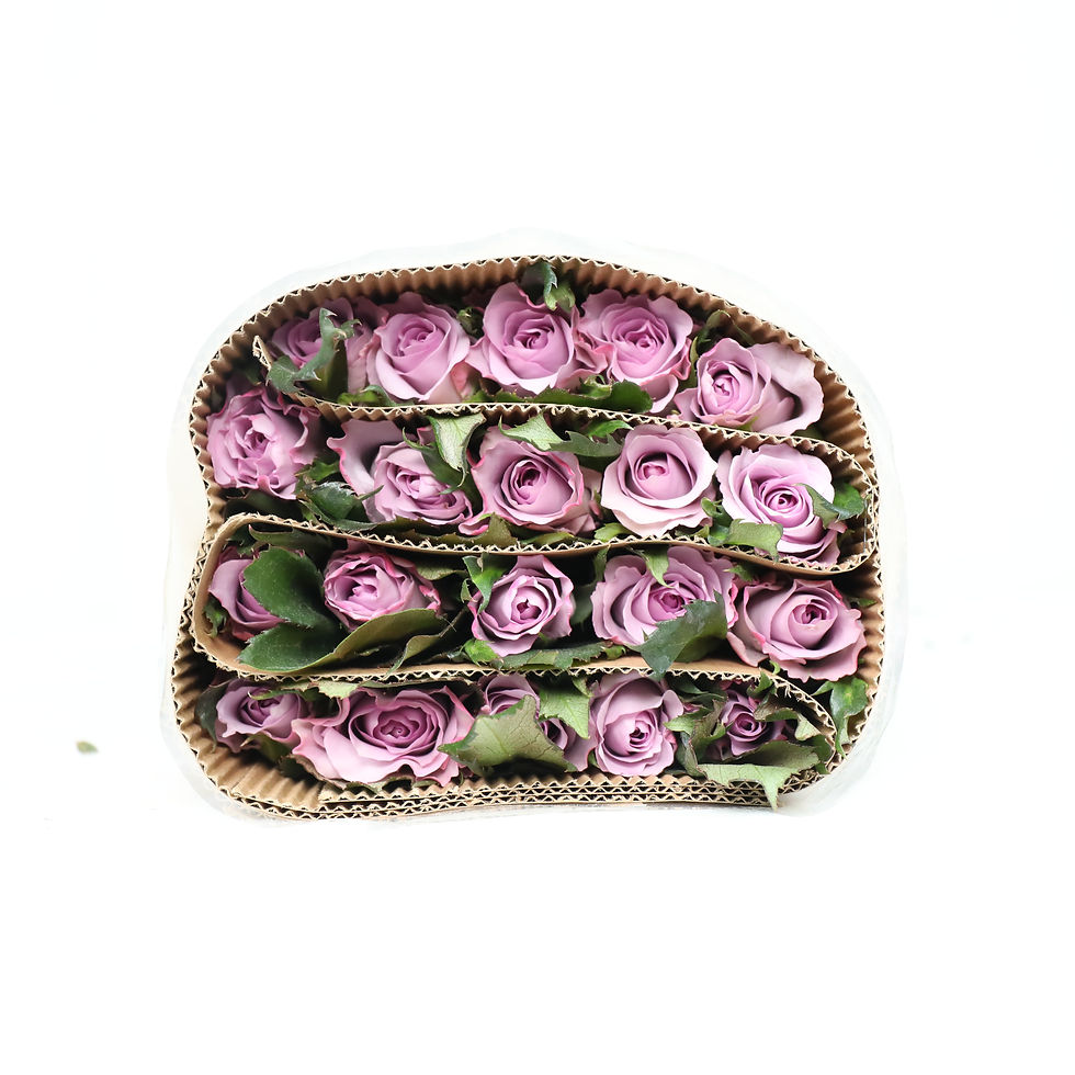 FBJ 花不園 紫色系 玫瑰 海洋之歌 20枝/扎