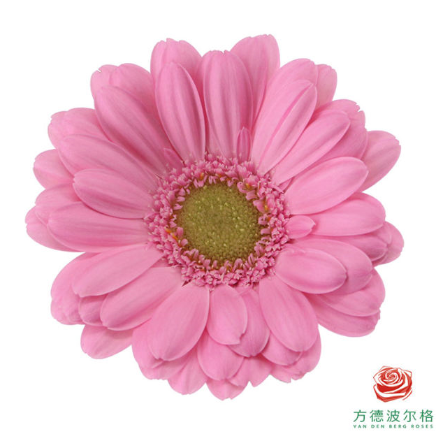 FBJ 花不園 非洲菊 波妞 10枝/扎