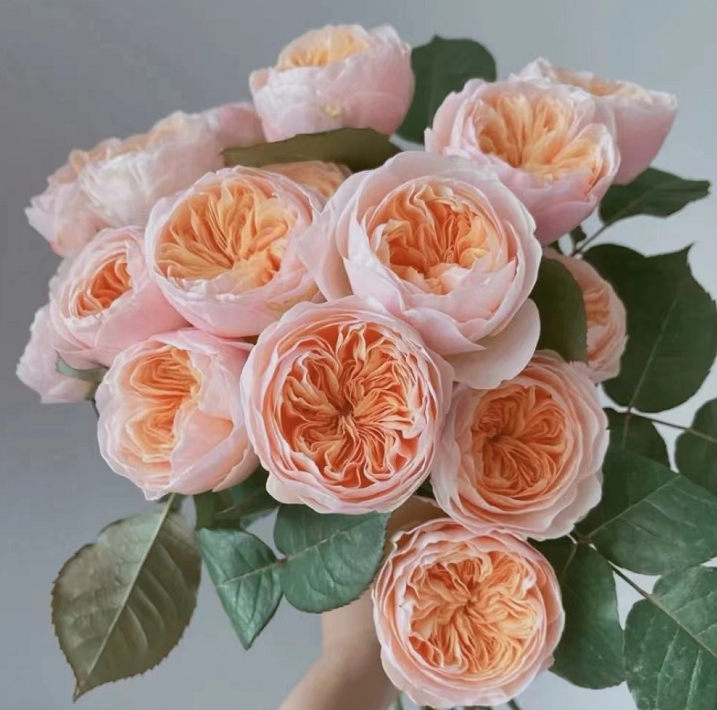 FBJ 花不園 粉色系 玫瑰 國產朱麗葉 20枝/扎