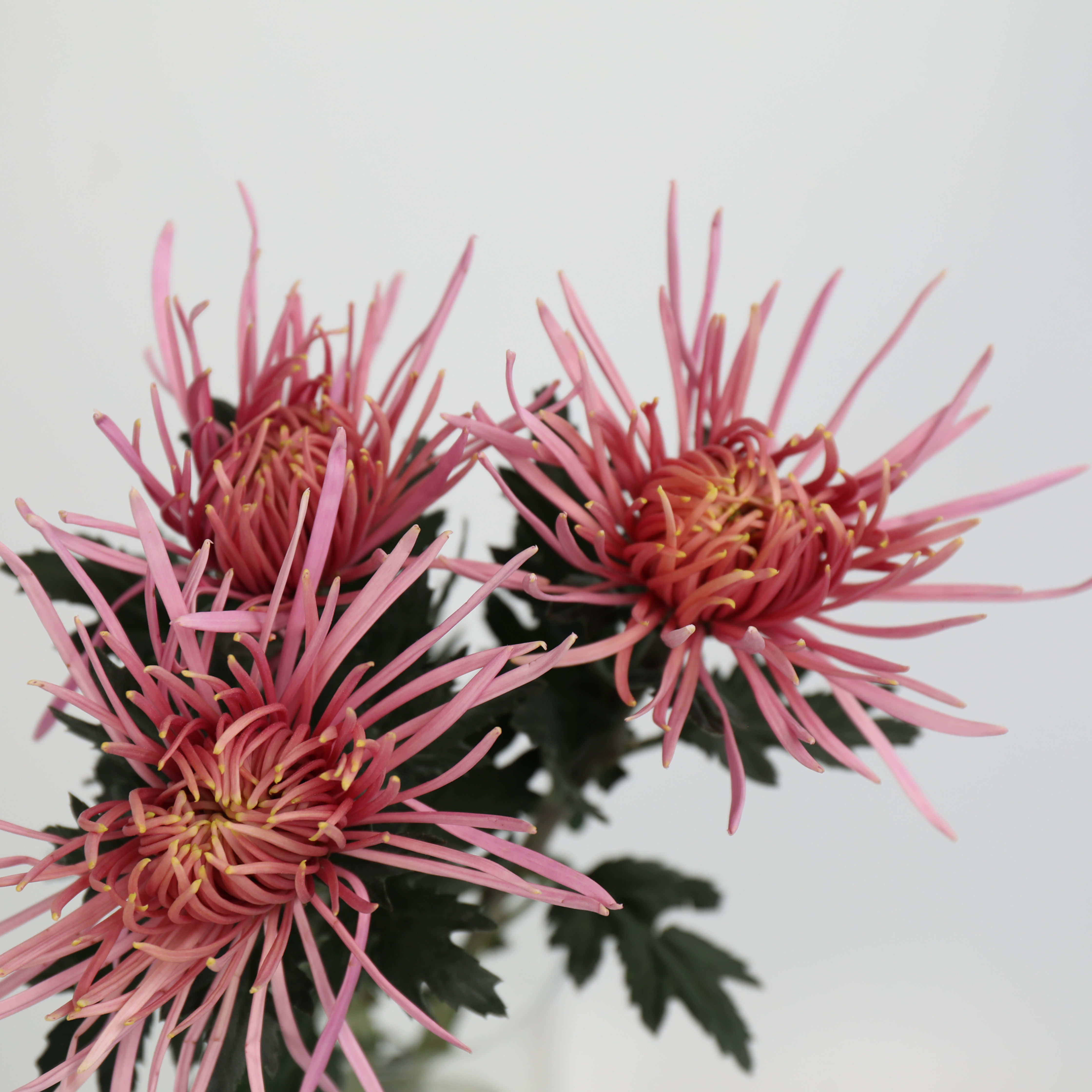 FBJ 花不園 絲線菊 其他菊花 卡普瑞 10枝/扎