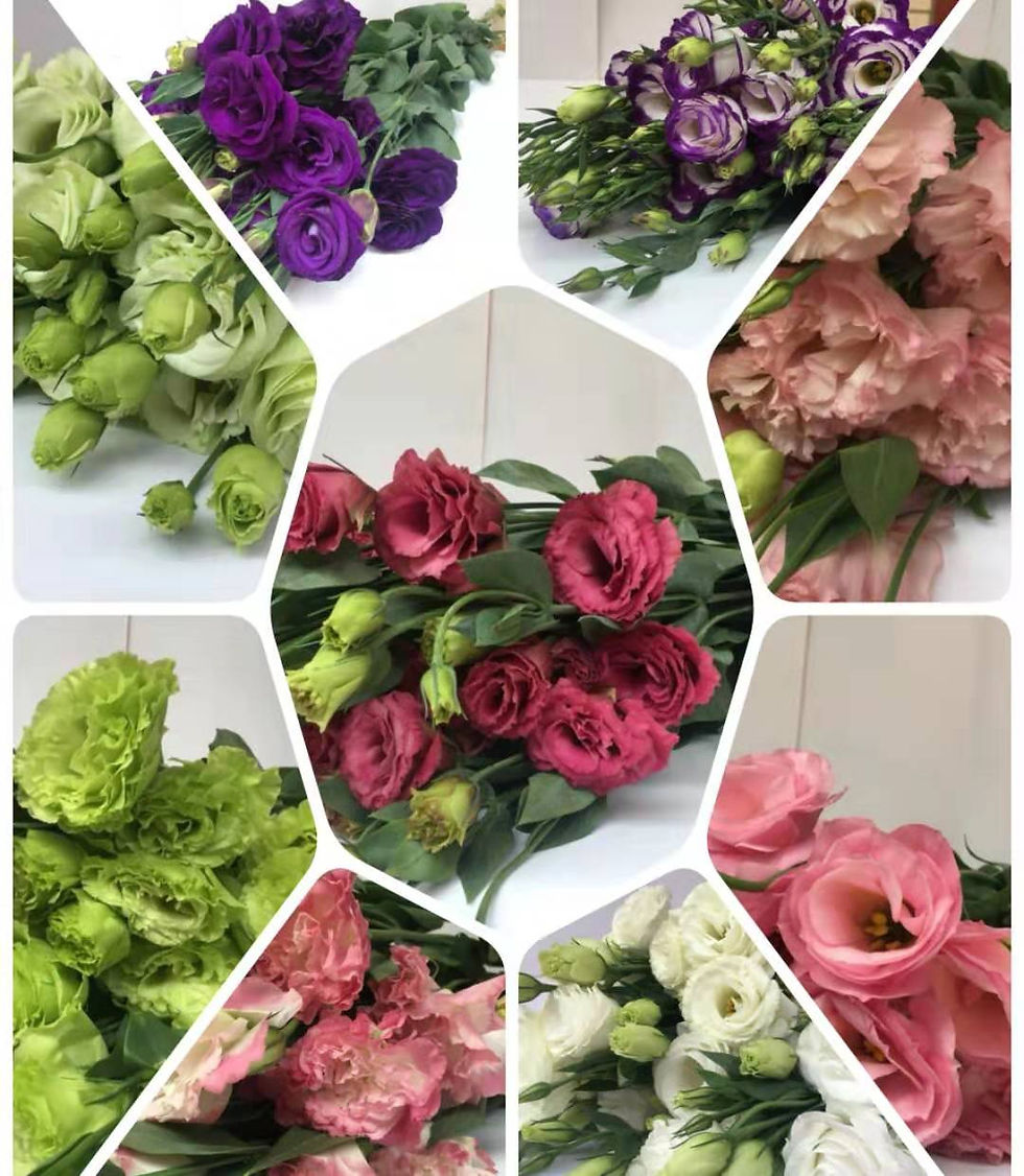 FBJ 花不園 桔梗 桔梗 多色