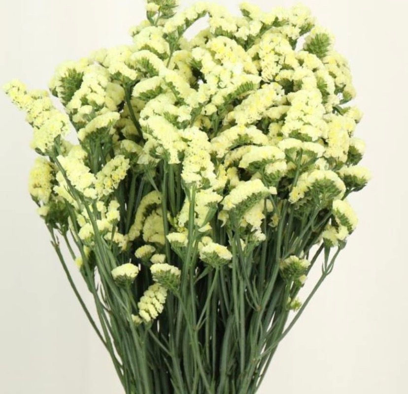 縮圖：花不園 鮮花批發 勿忘我 1扎