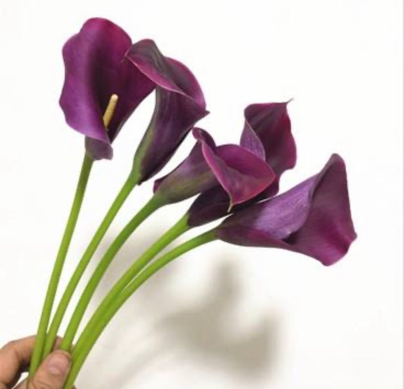 縮圖：Faabatjyun 花不園 清明節 馬蹄蓮 1支