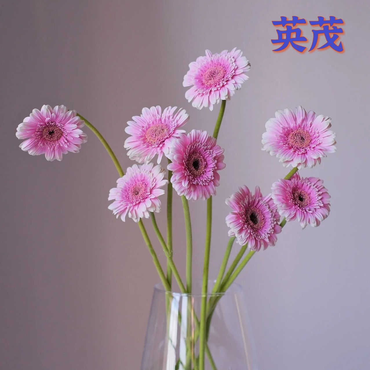 FBJ 花不園 多瓣 非洲菊 品茗 10枝/扎