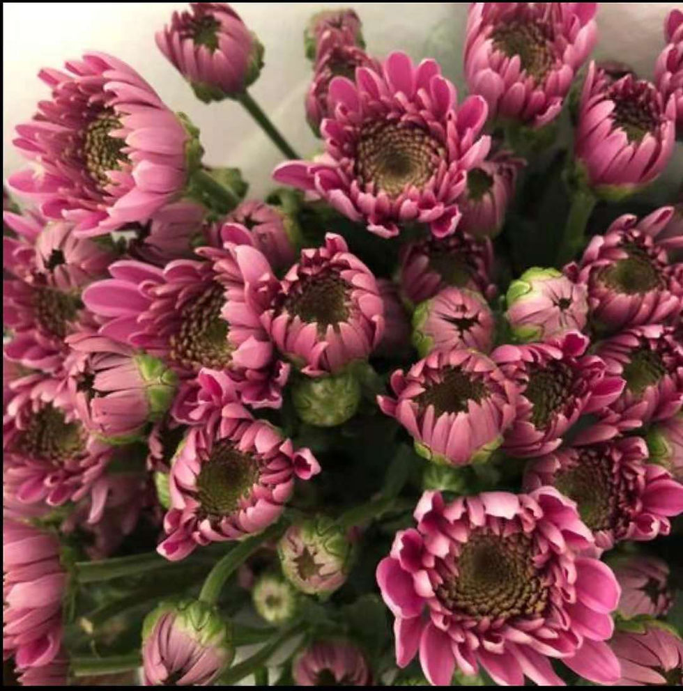 FBJ 花不園 小菊花 貝蕾絲 10枝/扎