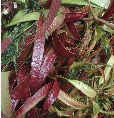 FBJ 花不園 襯花 扁豆 多枝/扎