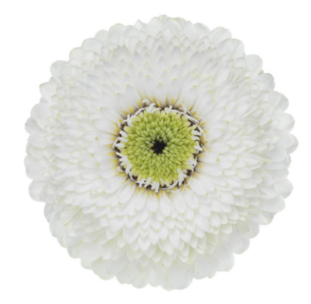 FBJ 花不園 多瓣 非洲菊 愛爾蘭 10枝/扎