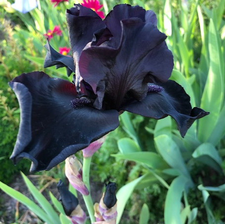 image6.jpeg