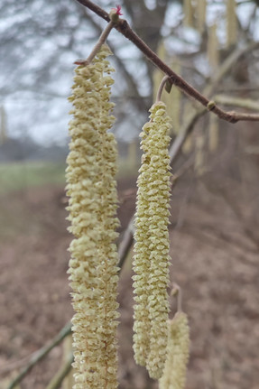 männliche Haselblüten