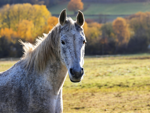 Cheval gris au repos dans un pré en automne, évoquant une routine soins cheval simple.
