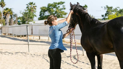 Propriétaire approchant calmement son cheval au licol dans un paddock