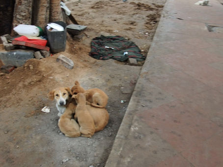 インドの記憶4 打ち捨てられた仔犬