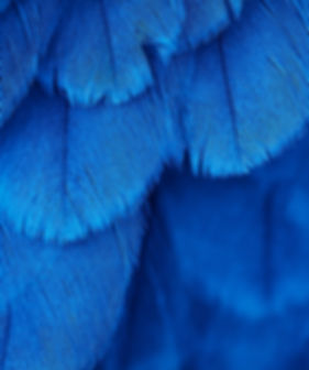 Partagez des ateliers avec votre Agence Rédactionnelle, Les Plumes de Gaia - plumesdegaia.com
