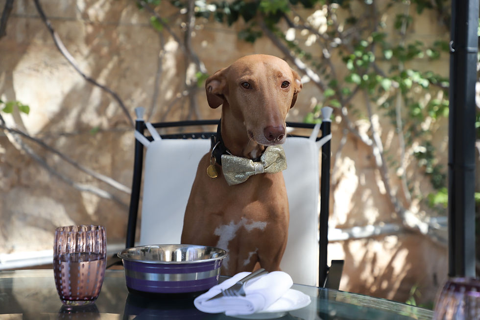New Dog Menu Coming Soon