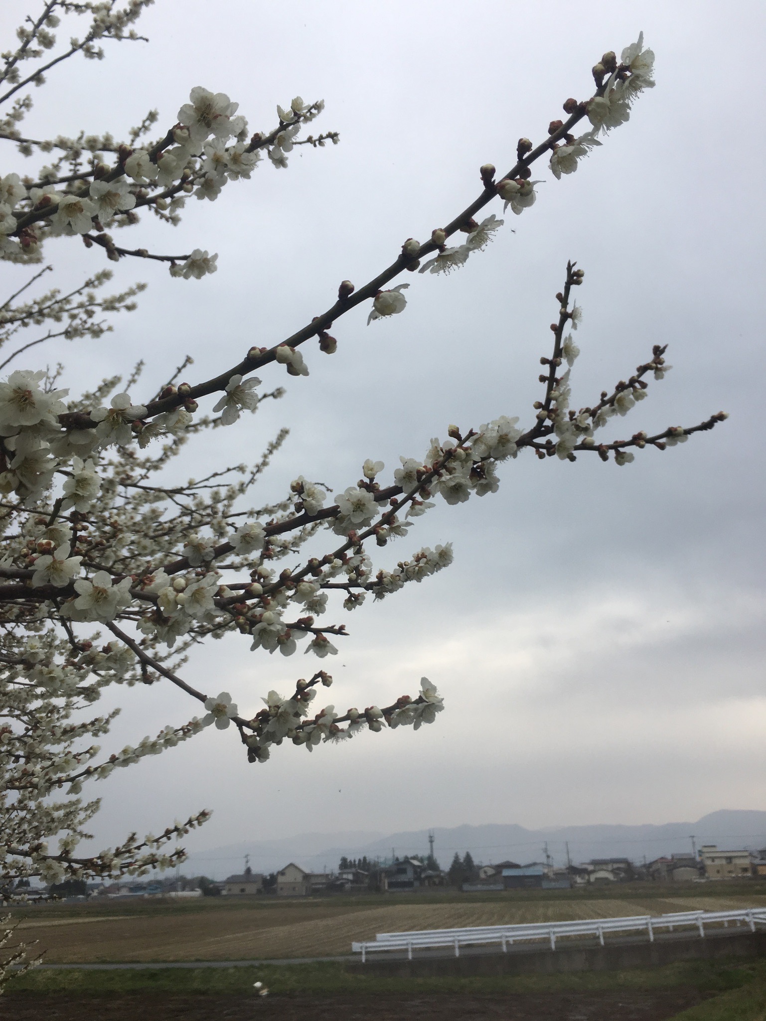 綺麗に咲いた梅の木