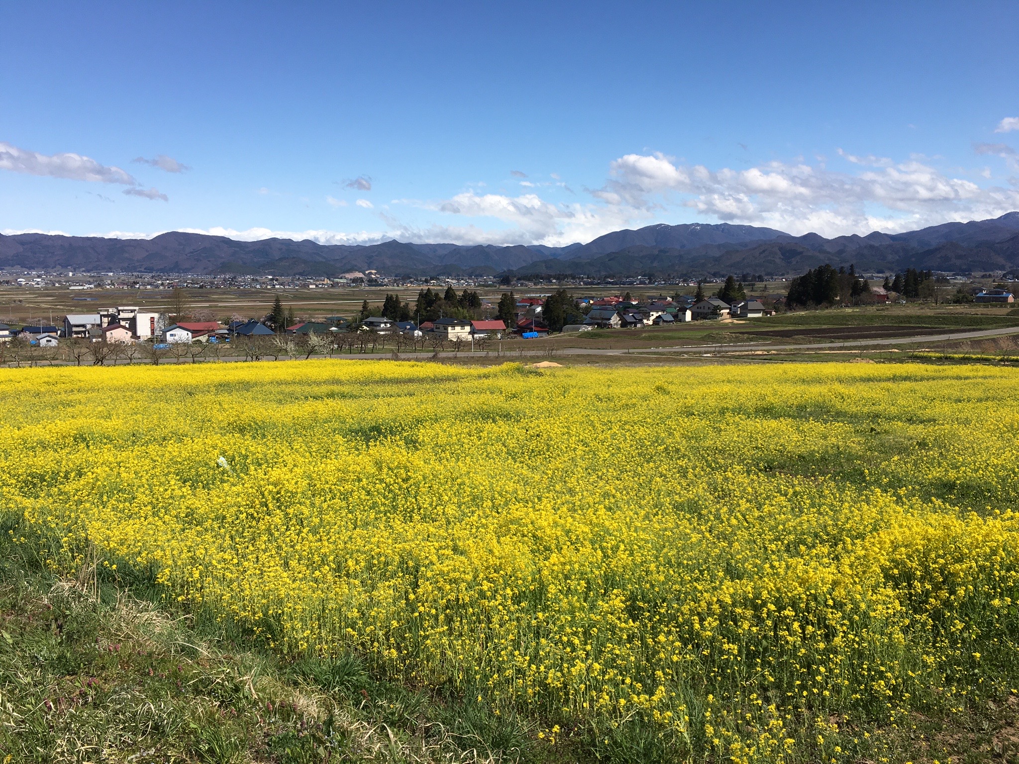 八木沢の菜の花畑