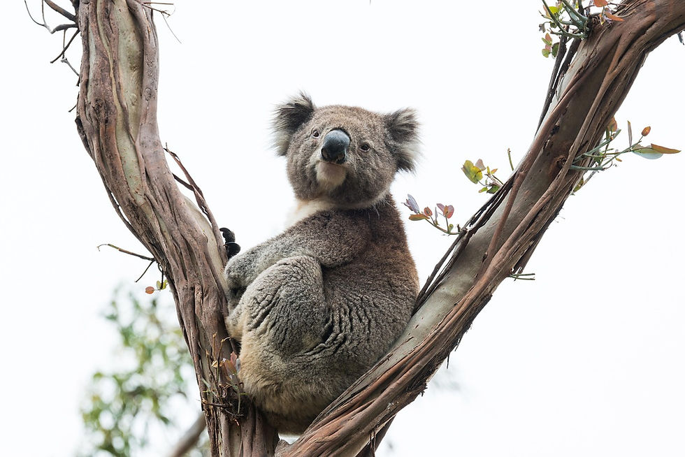wild_koala_sleeping__03e1923b.jpg