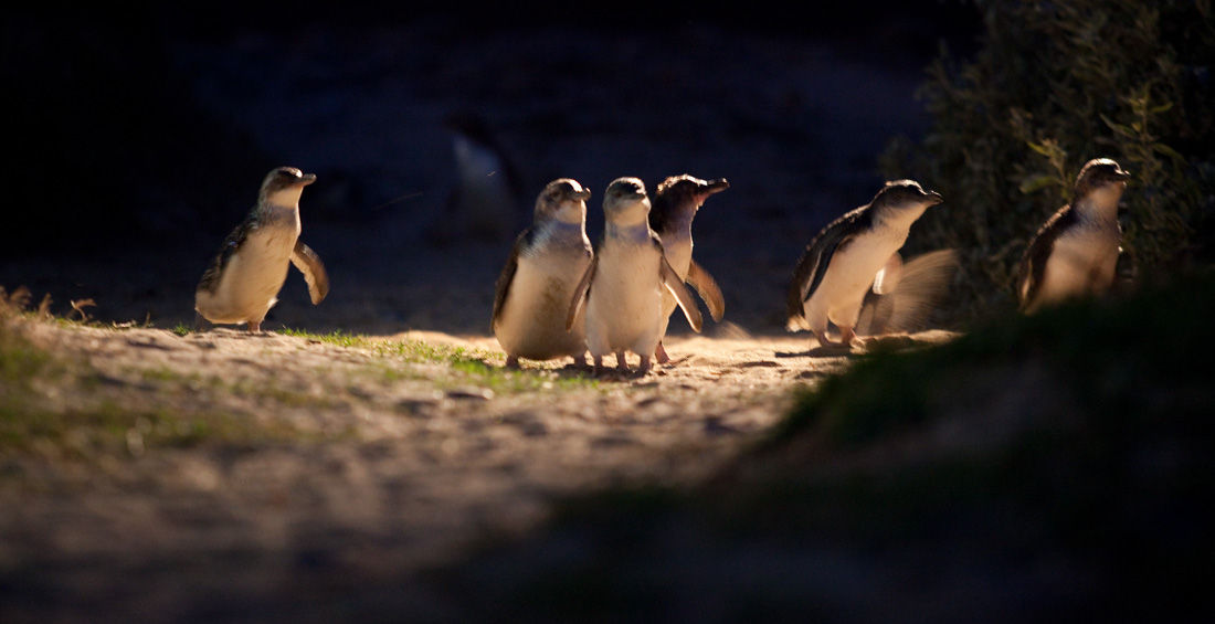 Penguin Parade