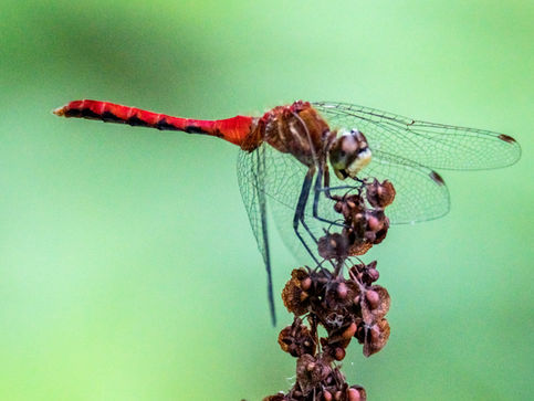 Whitefacedmeadowhawk.jpg