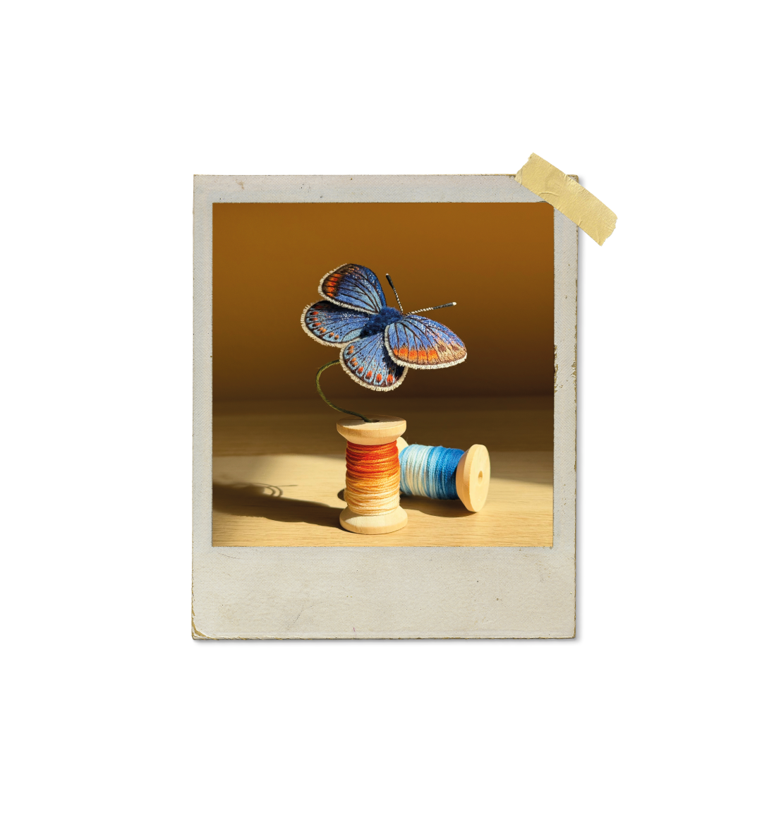 Foto de borboleta emoldurada com carretéis de linha, Sobre a natureza.