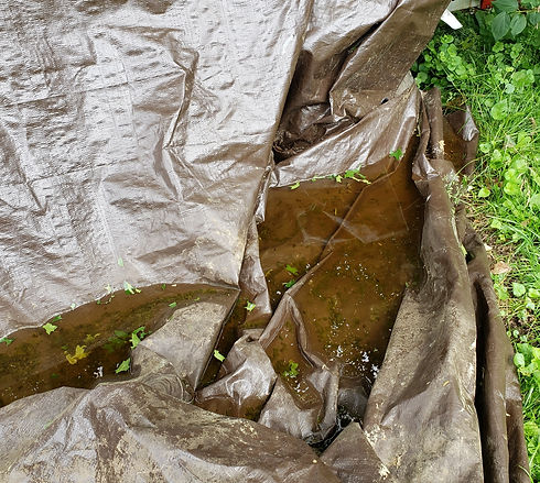 20190617_150300_Tarp.jpg
