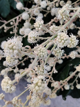 WhatsApp Image 2025-10-28 at 15.57.49 (3).jpeg